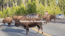  Presentation with bison - Amazing PPT layouts having bison-in-the-yellowstone-national backdrop and a violet colored foreground