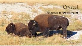  Presentation with bison - Beautiful theme featuring bison-in-the-yellowstone-national backdrop and a lemonade colored foreground