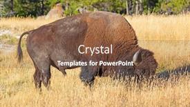  Presentation with bison - PPT layouts with bison-in-the-yellowstone-national background and a tawny brown colored foreground