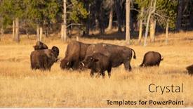  Presentation with bison - PPT theme consisting of bison-in-the-yellowstone-national background and a yellow colored foreground