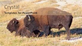  Presentation with bison - Slide set consisting of bison-in-the-yellowstone-national background and a lemonade colored foreground