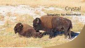  Presentation with bison - Colorful slide set enhanced with bison-in-the-yellowstone-national backdrop and a lemonade colored foreground