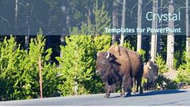  Presentation with bison - Slide deck enhanced with bison-in-the-yellowstone-national background and a ocean colored foreground
