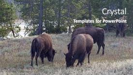  Presentation with bison - Amazing PPT theme having bison-in-the-yellowstone-national backdrop and a dark gray colored foreground