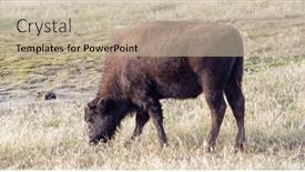  Presentation with bison - Slide set featuring bison-in-the-yellowstone-national background and a mint green colored foreground