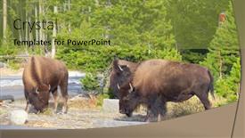  Presentation with bison - Amazing PPT layouts having bison-in-the-yellowstone-national backdrop and a gold colored foreground