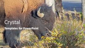  Presentation with bison - Slide deck consisting of bison-in-the-yellowstone-national background and a violet colored foreground