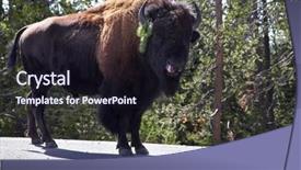  Presentation with bison - Presentation having bison on road in yellowstone national park background and a wine colored foreground