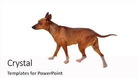  Presentation with brown and white - Theme having bitch - beautiful brown dog isolated background and a  colored foreground