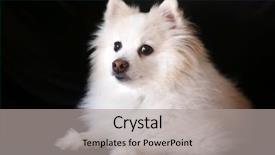  Presentation with dog - Slide deck featuring bitch - beautiful pomeranian dog poses background and a light gray colored foreground
