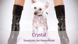  Presentation with medicina tradicional chinesa chinese herb - Theme consisting of bitch - chinese crested dog sitting background and a  colored foreground