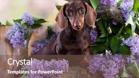  Presentation with tan - Slide set consisting of bitch - dachshund dog brown tan color background and a tawny brown colored foreground