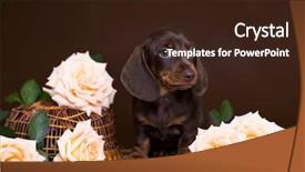  Presentation with roses flowery - Theme having bitch - dachshund puppy and flowers roses background and a  colored foreground