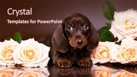  Presentation with dachshund - Beautiful PPT theme featuring bitch - dachshund puppy brown tan color backdrop and a wine colored foreground