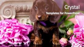  Presentation with tan - PPT layouts featuring bitch - dachshund puppy brown tan color background and a tawny brown colored foreground