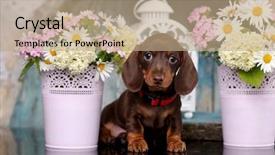  Presentation with tan - Presentation design consisting of bitch - dachshund puppy brown tan color background and a coral colored foreground