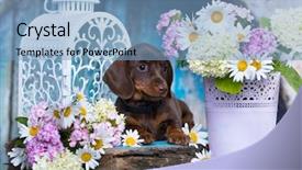  Presentation with tan - Theme consisting of bitch - dachshund puppy brown tan color background and a light blue colored foreground