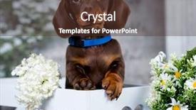  Presentation with tan - PPT layouts consisting of bitch - dachshund puppy brown tan color background and a tawny brown colored foreground