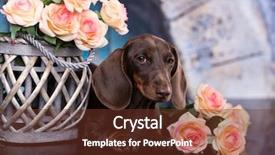  Presentation with tan - Presentation theme having bitch - dachshund puppy brown tan color background and a tawny brown colored foreground