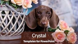  Presentation with tan - PPT theme featuring bitch - dachshund puppy brown tan color background and a tawny brown colored foreground