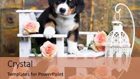  Presentation with jin ding monastry mountain - Cool new slide set with bitch - entlebucher mountain dog puppy backdrop and a coral colored foreground