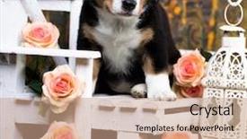  Presentation with roses - Presentation design with bitch - entlebucher mountain dog puppy background and a coral colored foreground