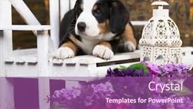  Presentation with jin ding monastry mountain - Presentation with bitch - entlebucher mountain dog puppy background and a violet colored foreground