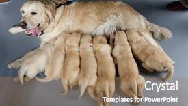  Presentation with cute christmas pug puppy dog - Theme having bitch - female dog of golden retriever background and a coral colored foreground