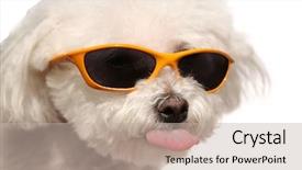  Presentation with cool - Cool new presentation with bitch - fifi a bichon frise isolated backdrop and a mint green colored foreground