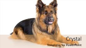  Presentation with german - PPT theme enhanced with bitch - german shepherd long-haired dog lying background and a coral colored foreground