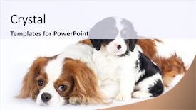  Presentation with king queen bishop - PPT theme enhanced with bitch - litter of cavalier king charles background and a sky blue colored foreground