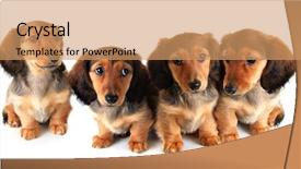  Presentation with dachshund - Beautiful presentation theme featuring bitch - litter of longhair dachshund puppies backdrop and a coral colored foreground