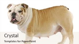  Presentation with pregnant kartun - PPT theme having bitch - pregnant dog - english bulldog background and a lemonade colored foreground