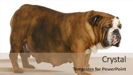  Presentation with english bulldog - Beautiful slide set featuring bitch - pregnant dog - english bulldog backdrop and a coral colored foreground