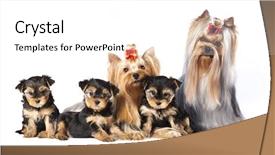  Presentation with cute christmas pug puppy dog - Cool new slide set with bitch - puppies of the yorkshire terrier backdrop and a white colored foreground