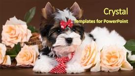  Presentation with puppy - Beautiful slide deck featuring bitch - puppy of a biewer yorkshire backdrop and a  colored foreground