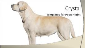  Presentation with clipping - Beautiful PPT theme featuring bitch isolated with clipping path backdrop and a white colored foreground