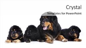  Presentation with tibetan mountains - Audience pleasing theme consisting of bitch of the tibetan mastiff backdrop and a white colored foreground