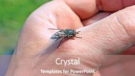  Presentation with medical robot hand and person - Beautiful PPT theme featuring biting midge - horsefly on hand backdrop and a coral colored foreground