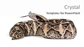  Presentation with white pigeon against the blue - Slide deck featuring bitis gabonica gaboon viper bitis gabonica is a viper species venomous against white background background and a white colored foreground