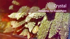  Presentation with bitter - Amazing presentation theme having bitter gourd - close-up of fresh goyas backdrop and a wine colored foreground