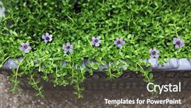  Presentation with water leaf - Presentation theme having celebration background of wood table top on colorful light bokeh background and a tawny brown colored foreground