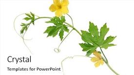  Presentation with bitter melon - Theme featuring bitter melon flower on curvy background and a white colored foreground
