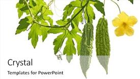  Presentation with bitter - Colorful PPT theme enhanced with bitter melon fruits backdrop and a white colored foreground