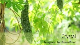  Presentation with bitter - Beautiful presentation featuring bitter melon backdrop and a yellow colored foreground
