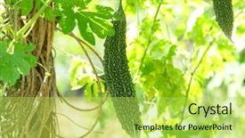  Presentation with bitter melon - Amazing slides having bitter melon backdrop and a yellow colored foreground