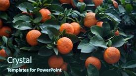  Presentation with bitter - Audience pleasing theme consisting of bitter orange tree citrus aurantium backdrop and a tawny brown colored foreground