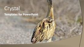  Presentation with natural - Audience pleasing presentation theme consisting of bittern-in-natural-habitat-botaurus backdrop and a gray colored foreground