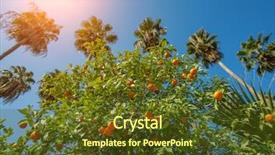  Presentation with bitter - Colorful PPT layouts enhanced with bitterness - bitter orange trees backdrop and a tawny brown colored foreground