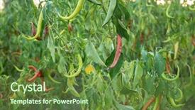  Presentation with bitter - Audience pleasing slide deck consisting of bitterness - harvest of bitter pepper backdrop and a tawny brown colored foreground